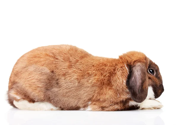 Lop-eared tavşan üzerinde beyaz izole — Stok fotoğraf