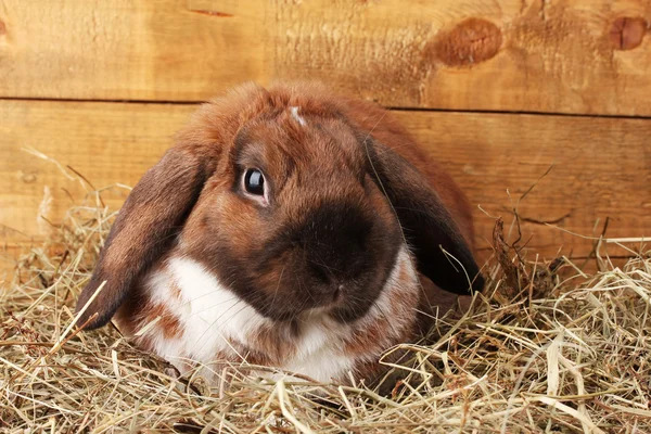 木制背景的草堆中的一只耳朵兔子 — 图库照片