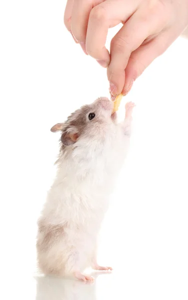 Söt hamster stående isolerade vit — Stockfoto