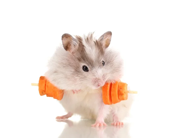 Niedlicher Hamster mit Karottenstange isoliert weiß — Stockfoto