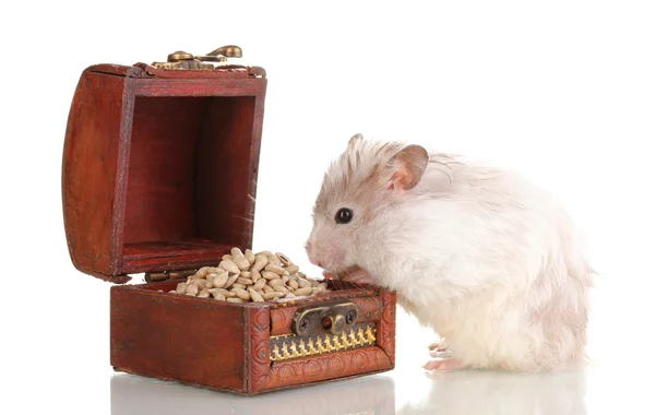 Cute hamster and chest with seeds isolated white — Stock Photo, Image