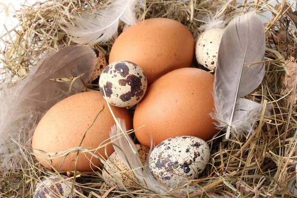 Chicken and quail eggs in a nest closeup — Stock Photo, Image