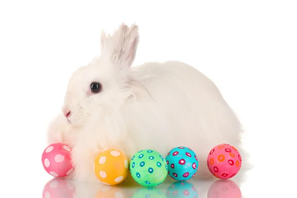 Pluizige witte konijn met eieren geïsoleerd op wit — Stockfoto