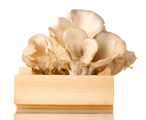 Austernpilze in Holzkiste isoliert auf weiß — Stockfoto