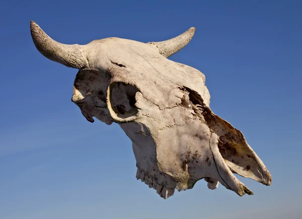 stock image Cow skull