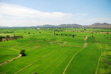 Yeşil çeltik alan Tayland