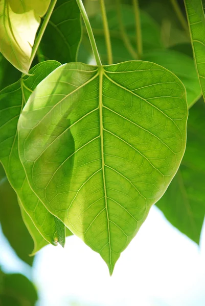 stock image Bodhi or Peepal Leaf from the Bodhi tree, Sacred Tree for Hindus and Buddhist