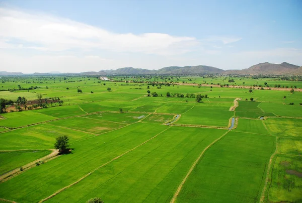 Um campo de arrozal verde na Tailândia — Fotografia de Stock