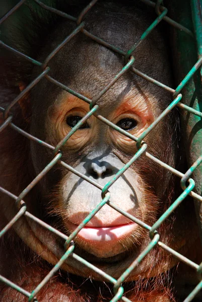 Orangutan je zadržen — Stock fotografie