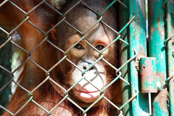 Orangutan being detained — Stock Photo, Image