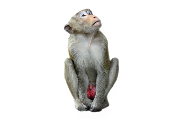 Monkey — Stock Photo, Image