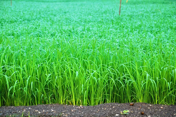 Une rizière verte en Thaïlande — Photo