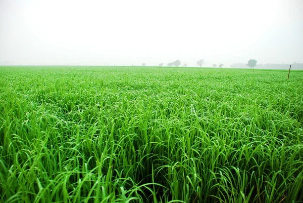 Une rizière verte en Thaïlande — Photo