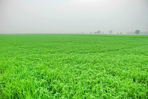 Un campo de arroz verde en Tailandia — Foto de Stock