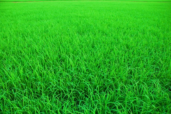 Un campo di risaie verdi in Thailandia — Foto Stock