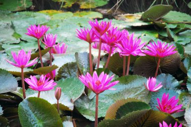 pembe lotus Gölü '