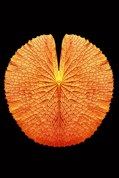 Tekstury liść lotosu Wiktoria — Zdjęcie stockowe