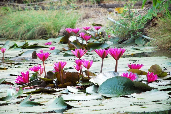 Pembe lotus Gölü ' — Stok fotoğraf