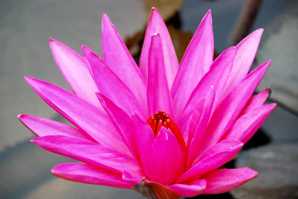 Pink lotus in lake — Stock Photo, Image