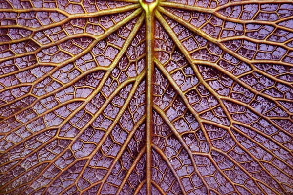 빅토리아 연꽃 잎의 질감 — 스톡 사진