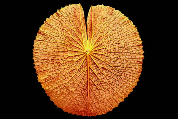 Texture de la feuille de lotus Victoria — Photo