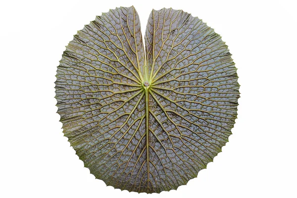 Textura da folha de lótus Victoria — Fotografia de Stock