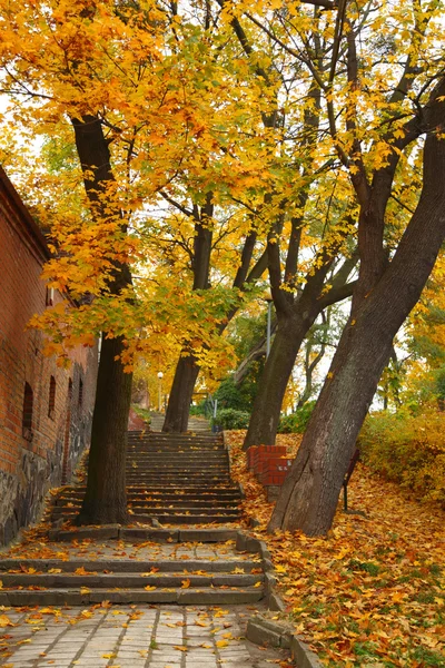 Ruelle jaune feuille d'érable d'automne — Photo
