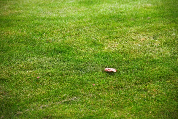 Perfekt grön gräsmatta — Stockfoto