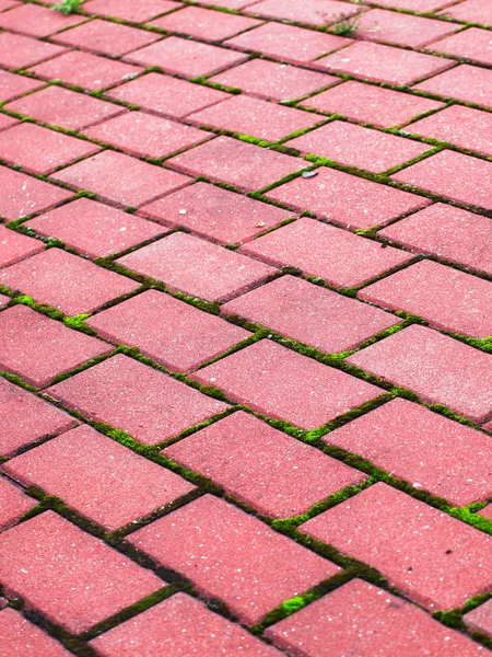 Garden stone path Brick Sidewalk — Stock Photo, Image