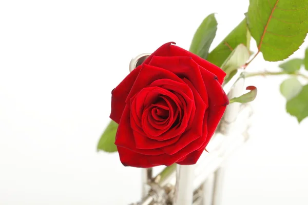 Red rose and old trumpet — Stock Photo, Image