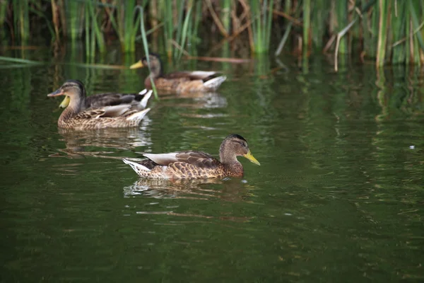 Wild duck floating — Stock Photo, Image