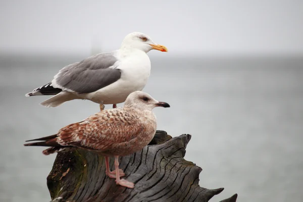 Casal de gaivotas no local sentado — Fotografia de Stock
