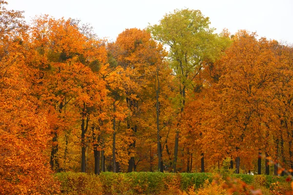 Naranja otoño arce hoja callejón — Foto de Stock