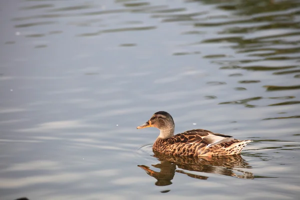 Wild duck flytande — Stockfoto