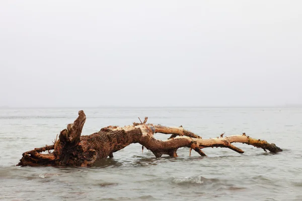 Träd i havet vatten hösten — Stockfoto