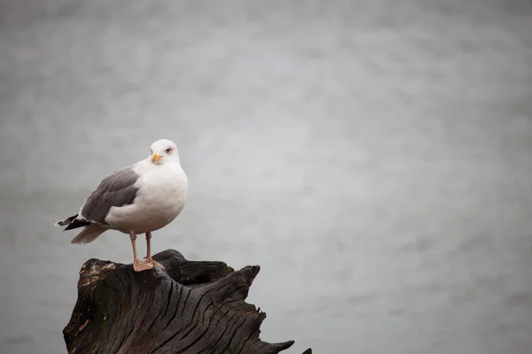 Seagull sitting place — Stock Photo, Image