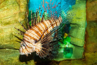 Lionfish clipart