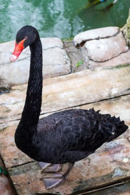 Black Swan clipart