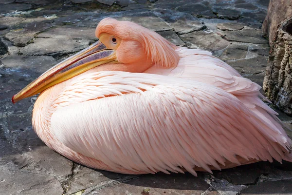 Pelican Merah Muda — Stok Foto