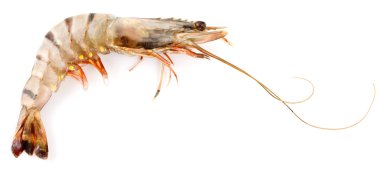 Black Tiger Shrimp clipart