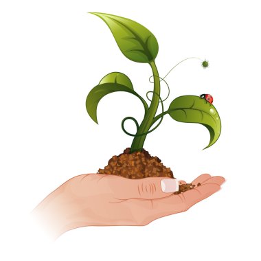 Woman Hand with the Sprout clipart