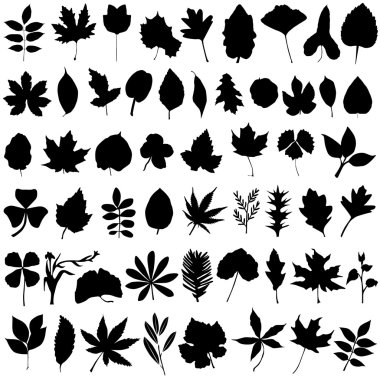 Floral and leaf vector clipart