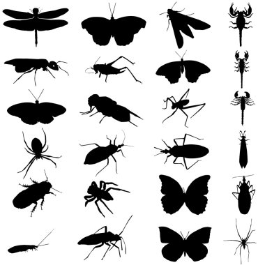 Insect set clipart