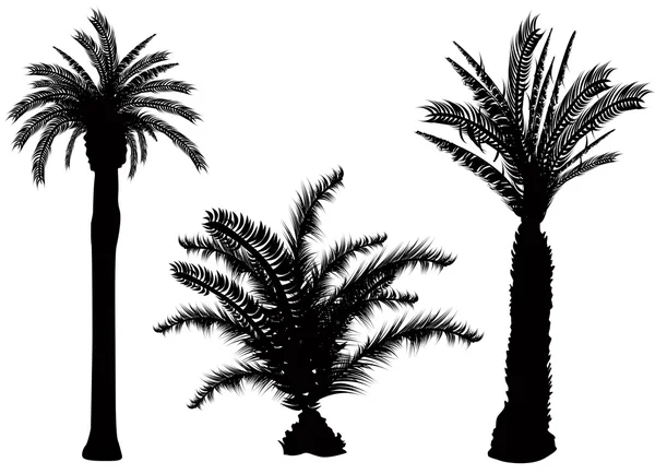Пальмова дерево вектор — стоковий вектор