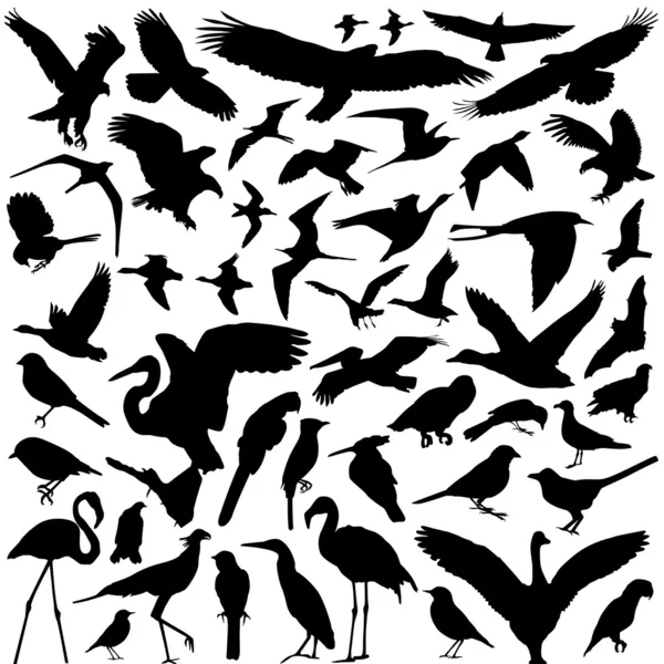 Vettore di uccelli — Vettoriale Stock