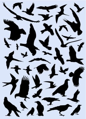 Bird set clipart