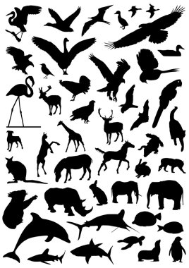 Bird set clipart