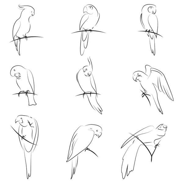 Papegaai tekening — Stockvector