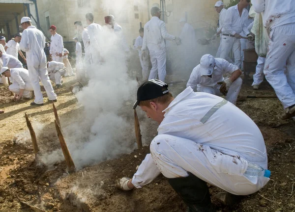 Sacrificio di Pasqua samaritana — Foto Stock