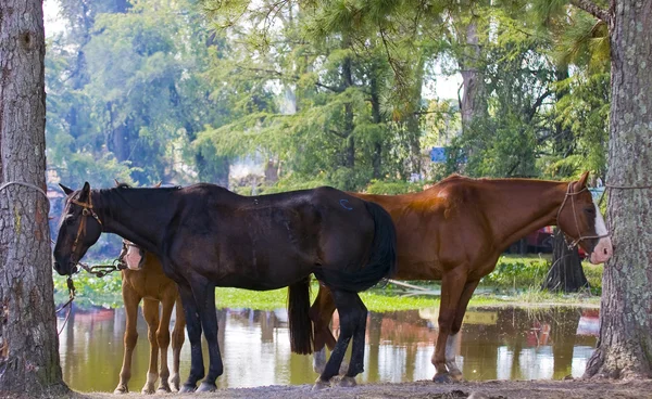 stock image Horses